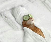 Cat in parlour